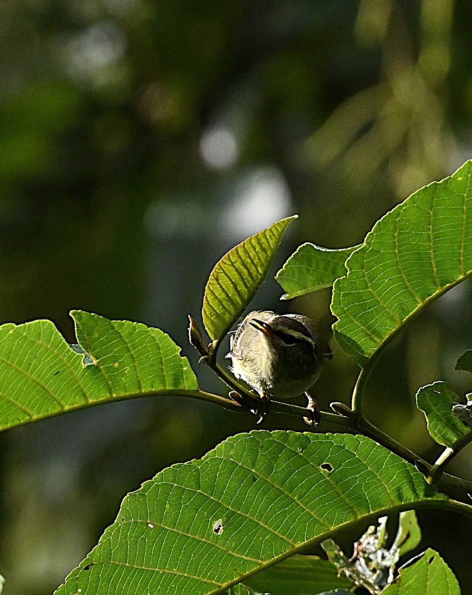 チャバネムシクイ - ML647064437