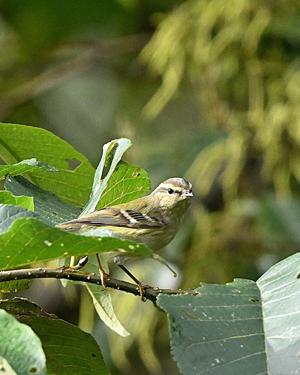 チャバネムシクイ - ML647064438