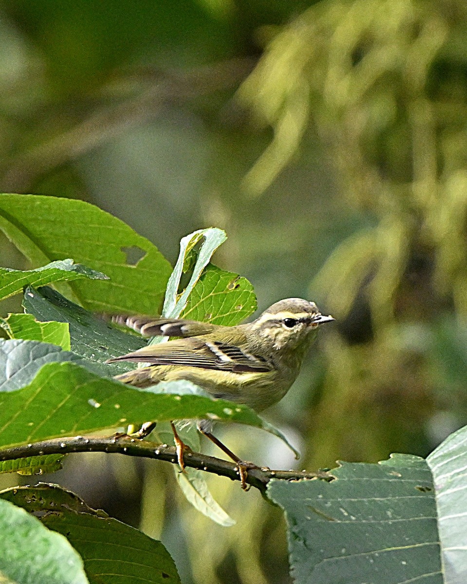 チャバネムシクイ - ML647064439