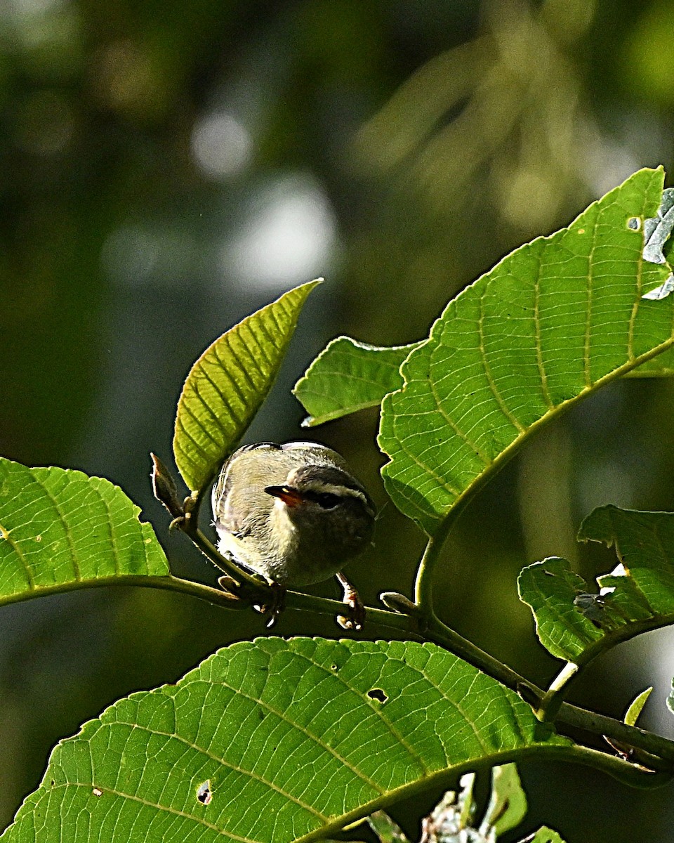 チャバネムシクイ - ML647064440