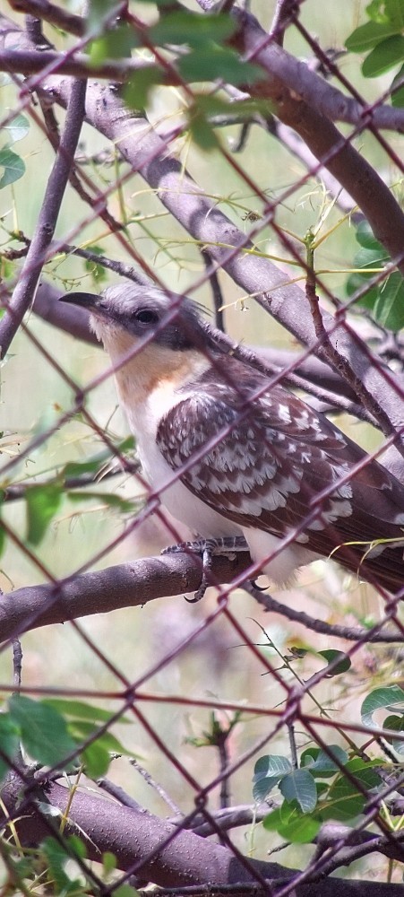 Kuku mottoduna - ML647064441