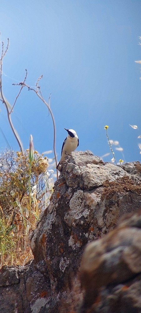 Eastern Black-eared Wheatear - ML647064442