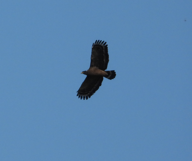 Culebrera Chiíla - ML647064443