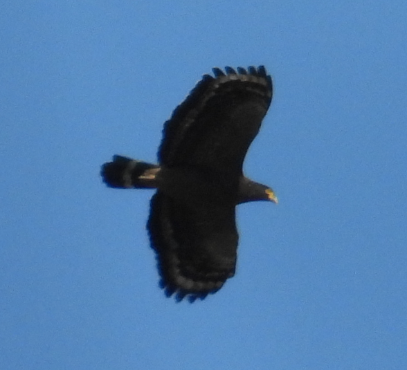 Culebrera Chiíla - ML647064447