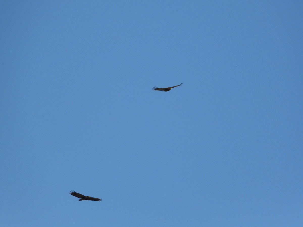 Culebrera Chiíla - ML647064450