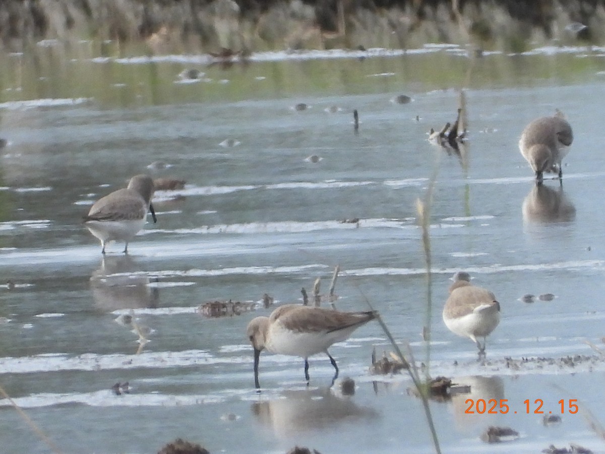 Dunlin - ML647064461