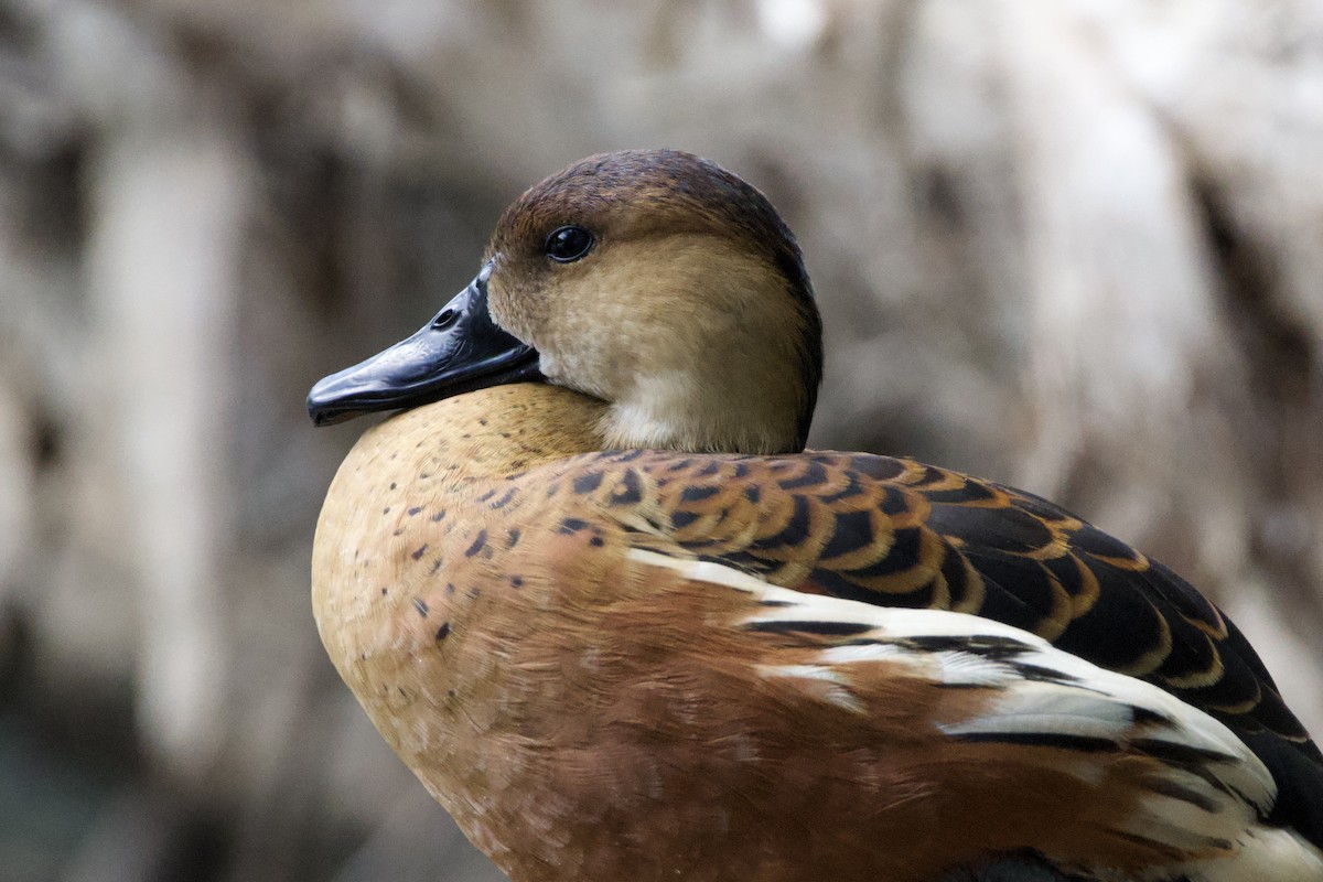 Dendrocygne à lunules - ML647064464