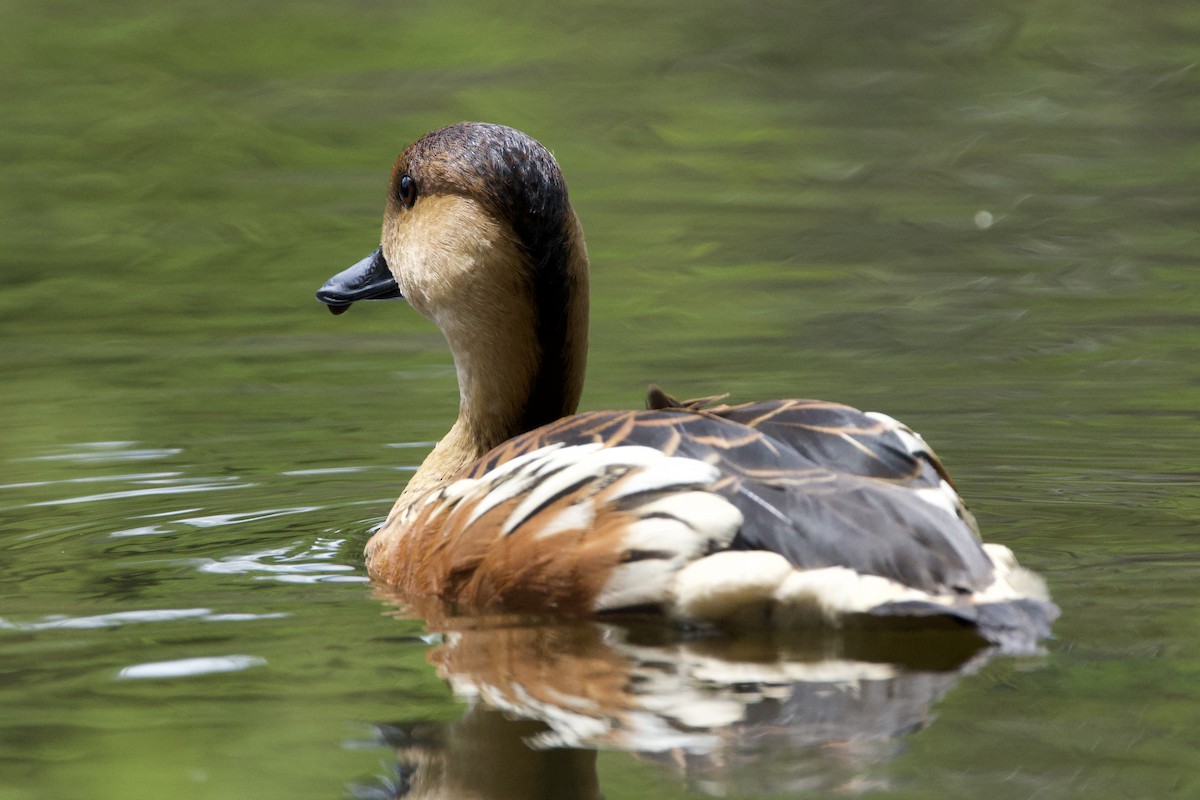 Dendrocygne à lunules - ML647064465