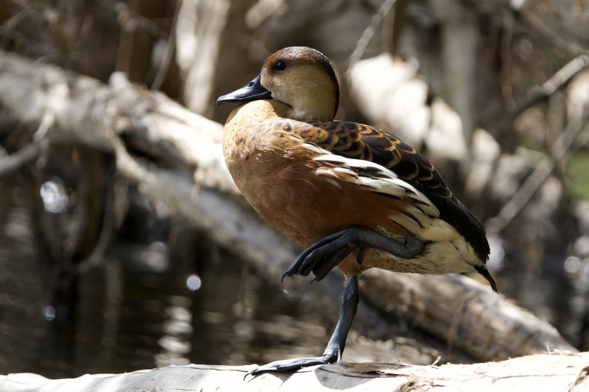 Dendrocygne à lunules - ML647064466