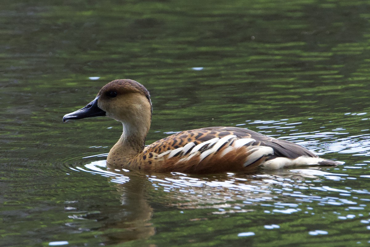 Dendrocygne à lunules - ML647064467