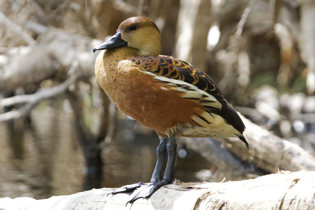Dendrocygne à lunules - ML647064468