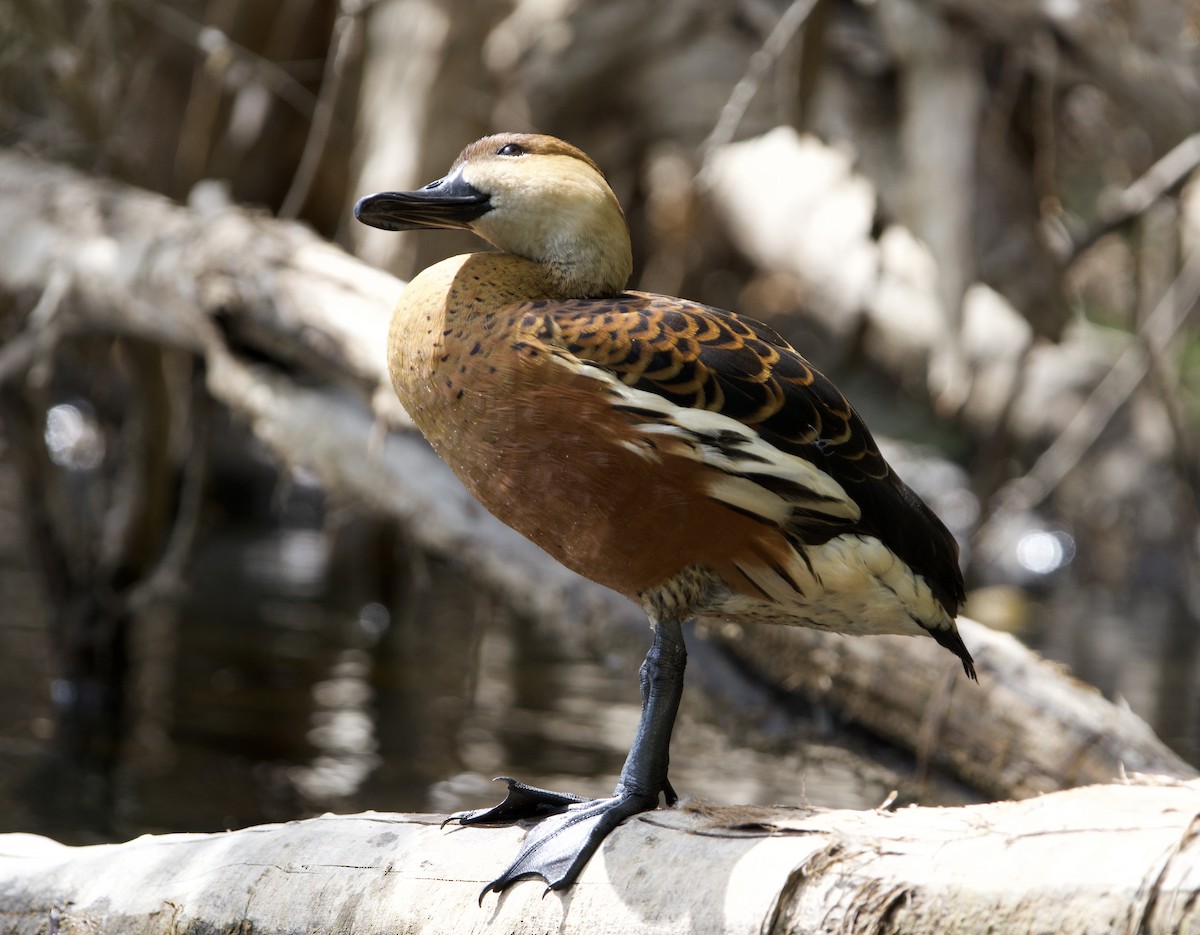 Dendrocygne à lunules - ML647064469