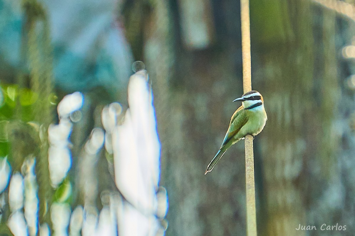 White-throated Bee-eater - ML647064471