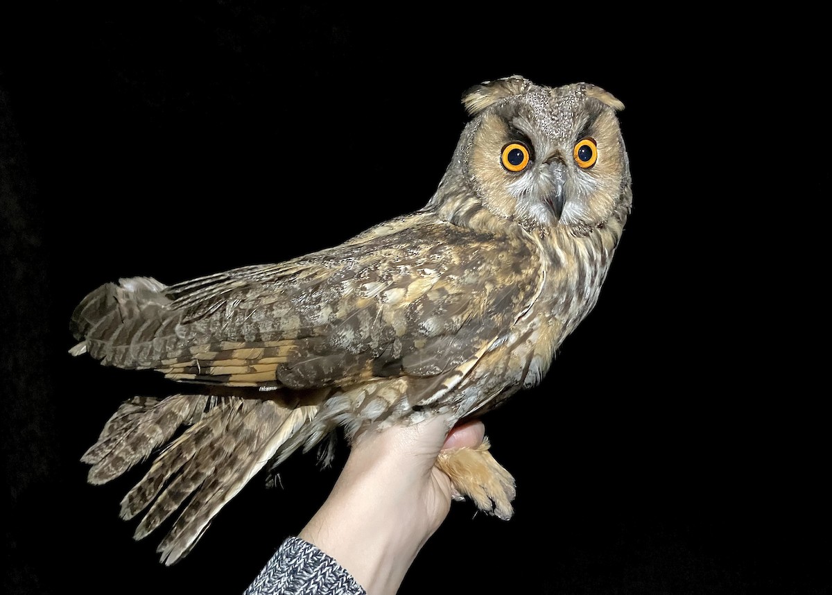 Long-eared Owl - ML647064472