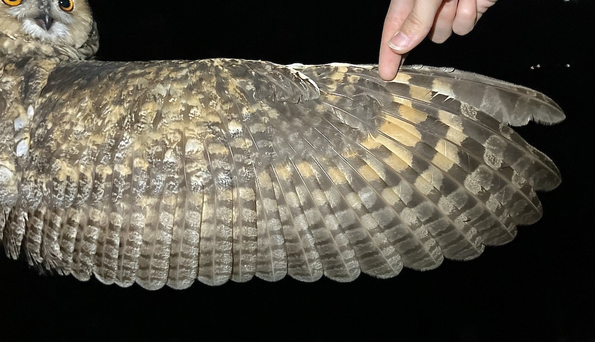 Long-eared Owl - ML647064482