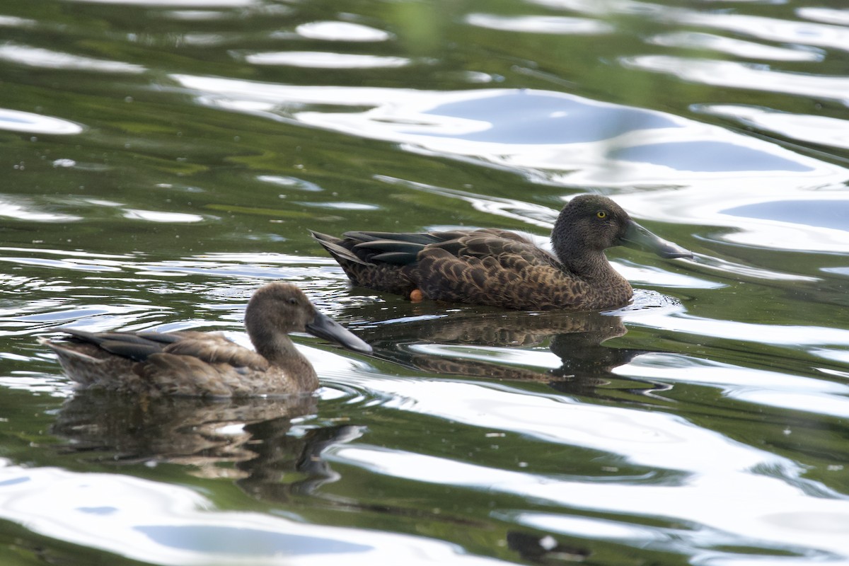 Canard bridé - ML647064483
