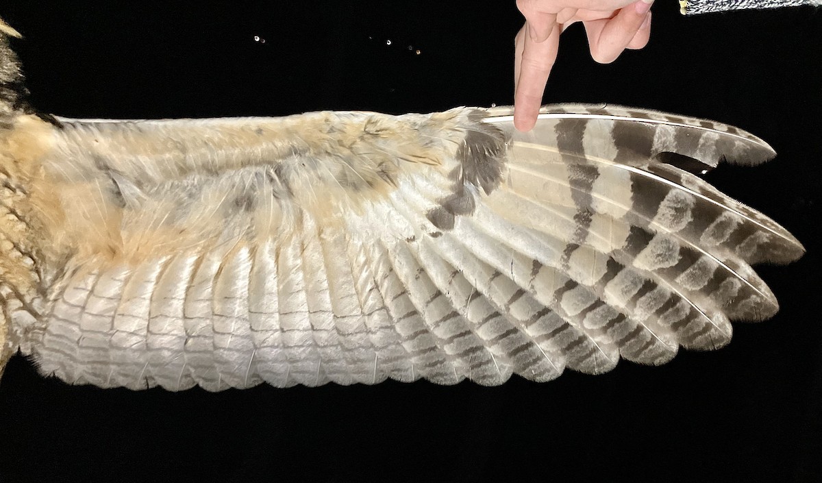 Long-eared Owl - ML647064485