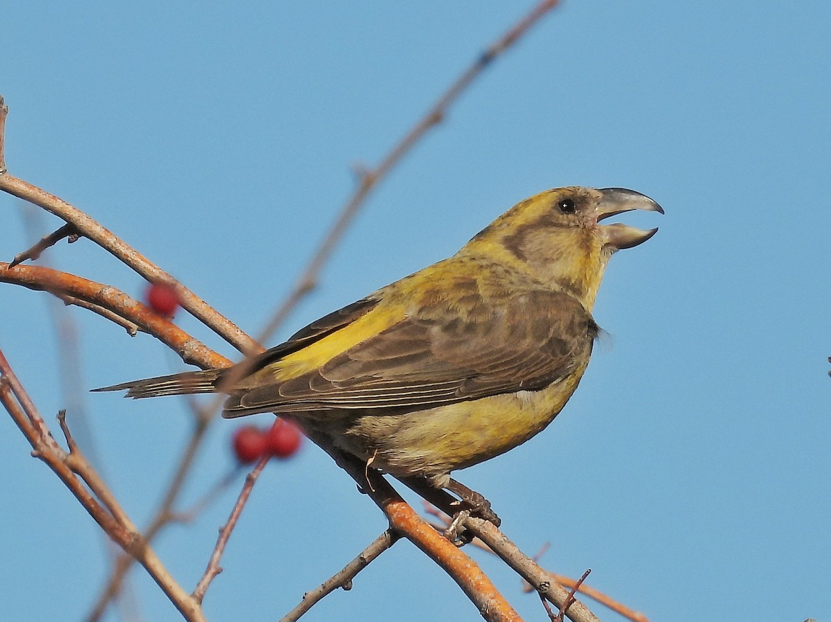 Red Crossbill - ML647064486