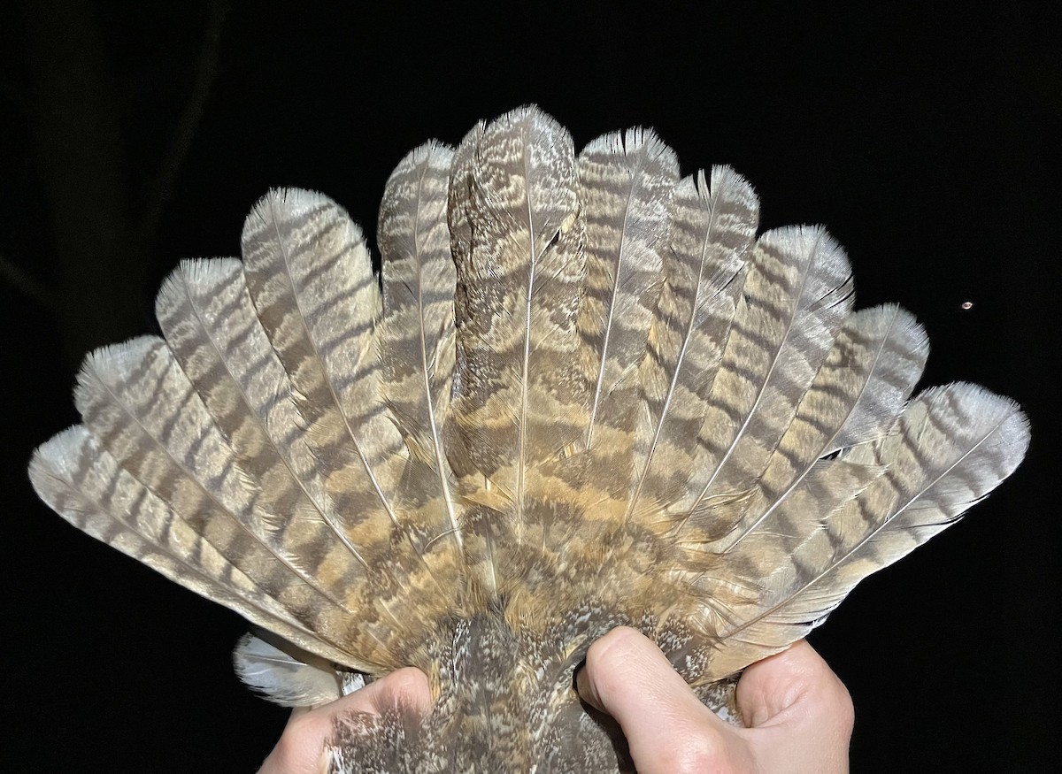 Long-eared Owl - ML647064488