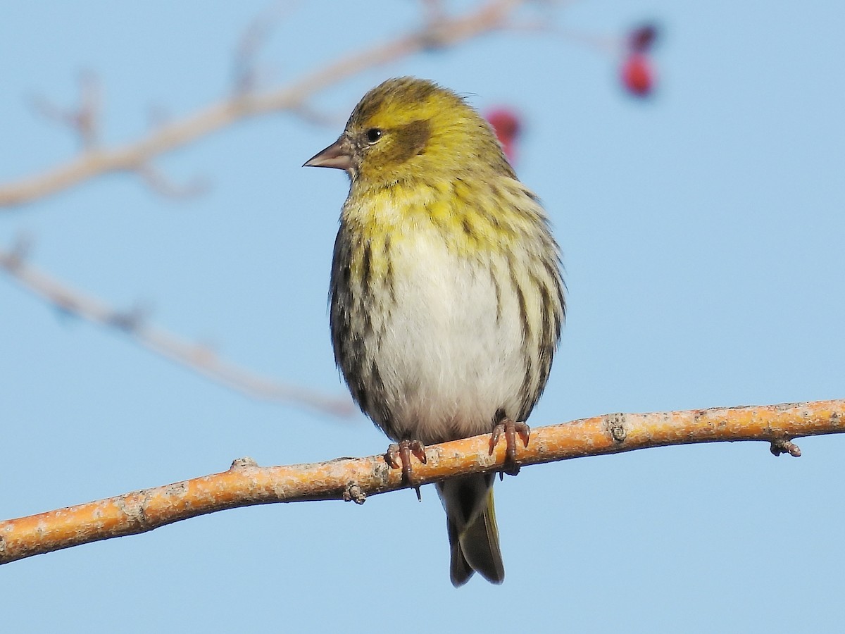 Eurasian Siskin - ML647064489