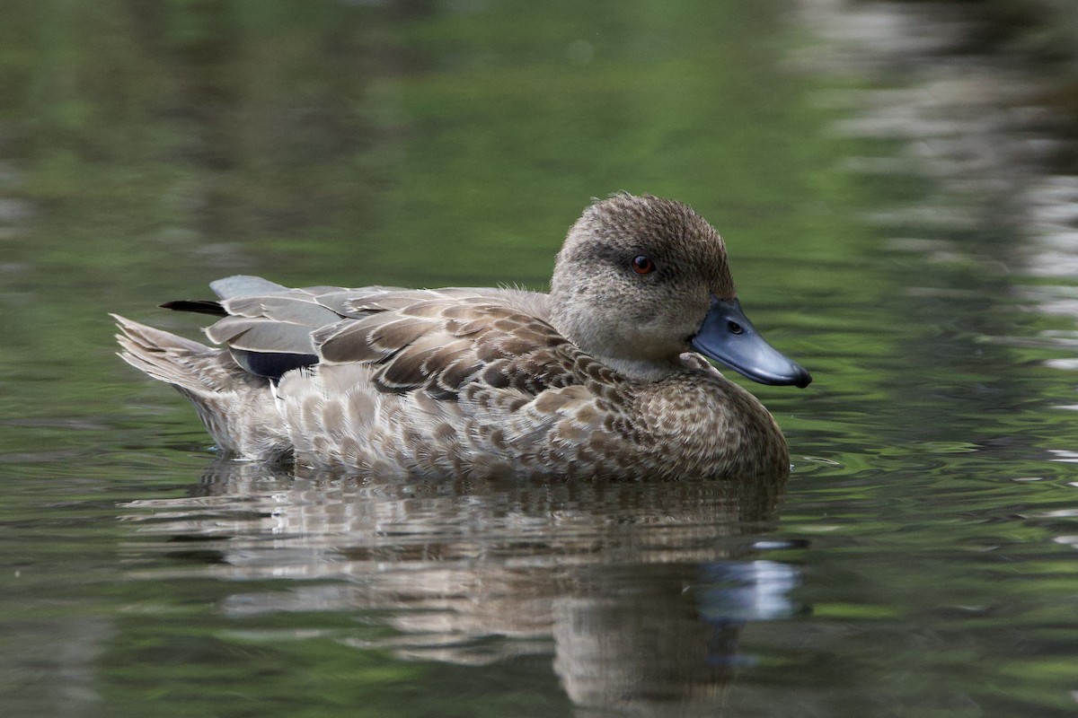 Gray Teal - ML647064490