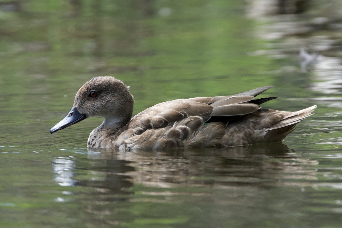 Gray Teal - ML647064491