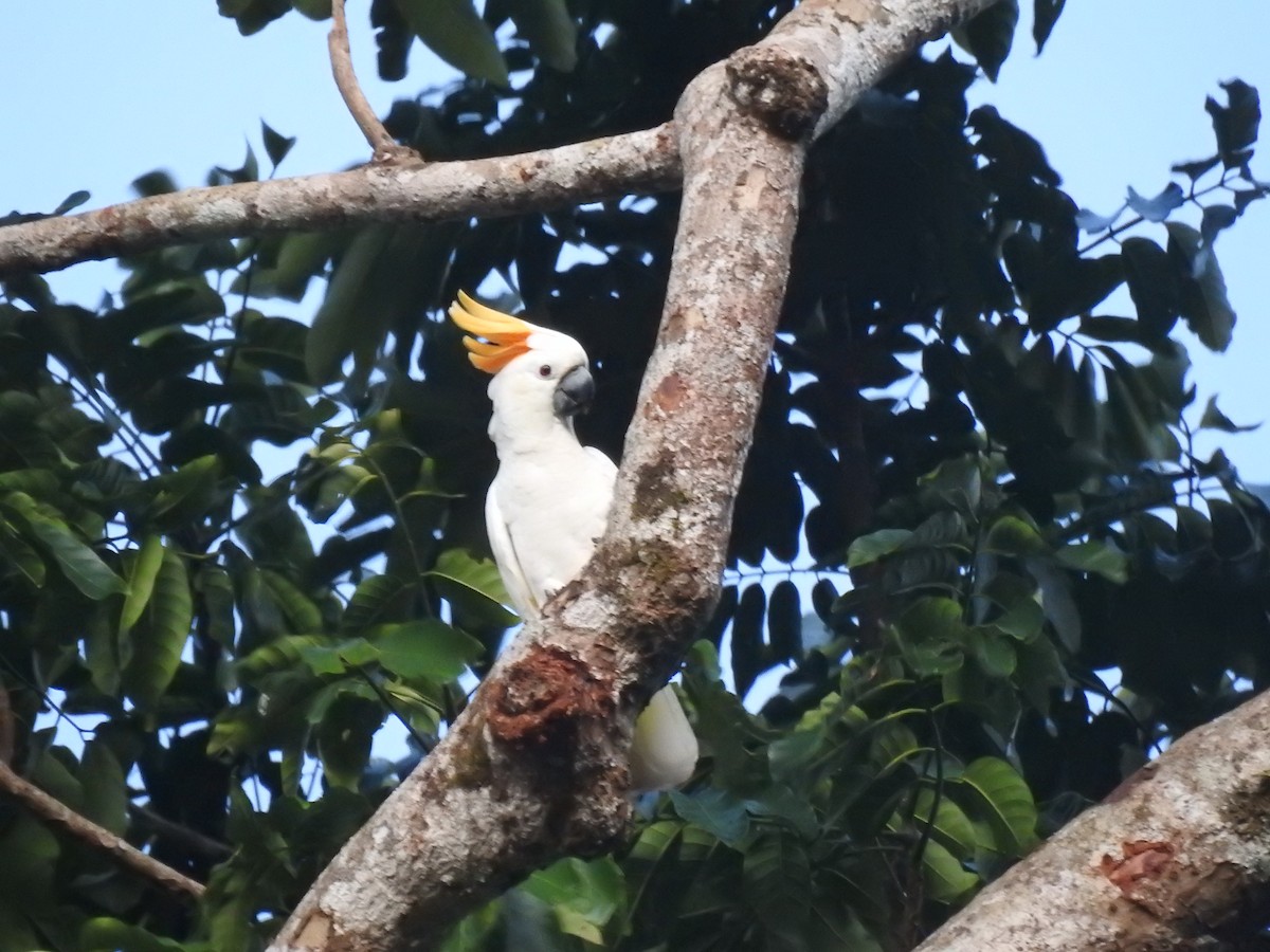 Citron-crested Cockatoo - ML647064494
