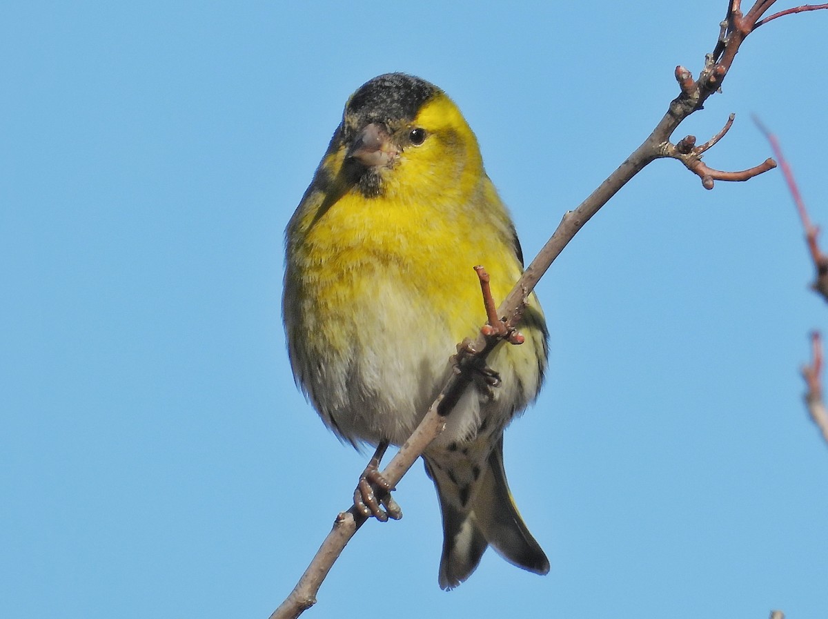 Eurasian Siskin - ML647064495