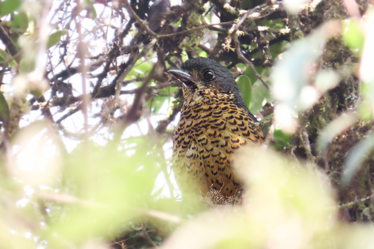 skjellmaurpitta - ML647064496