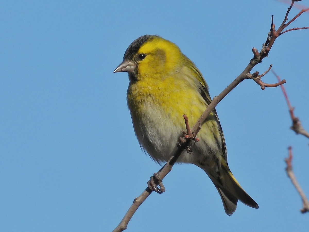 Eurasian Siskin - ML647064499