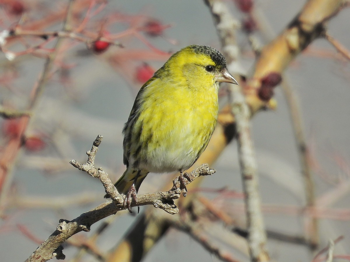 Eurasian Siskin - ML647064504