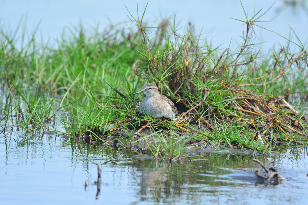 vodouš bahenní - ML647064506