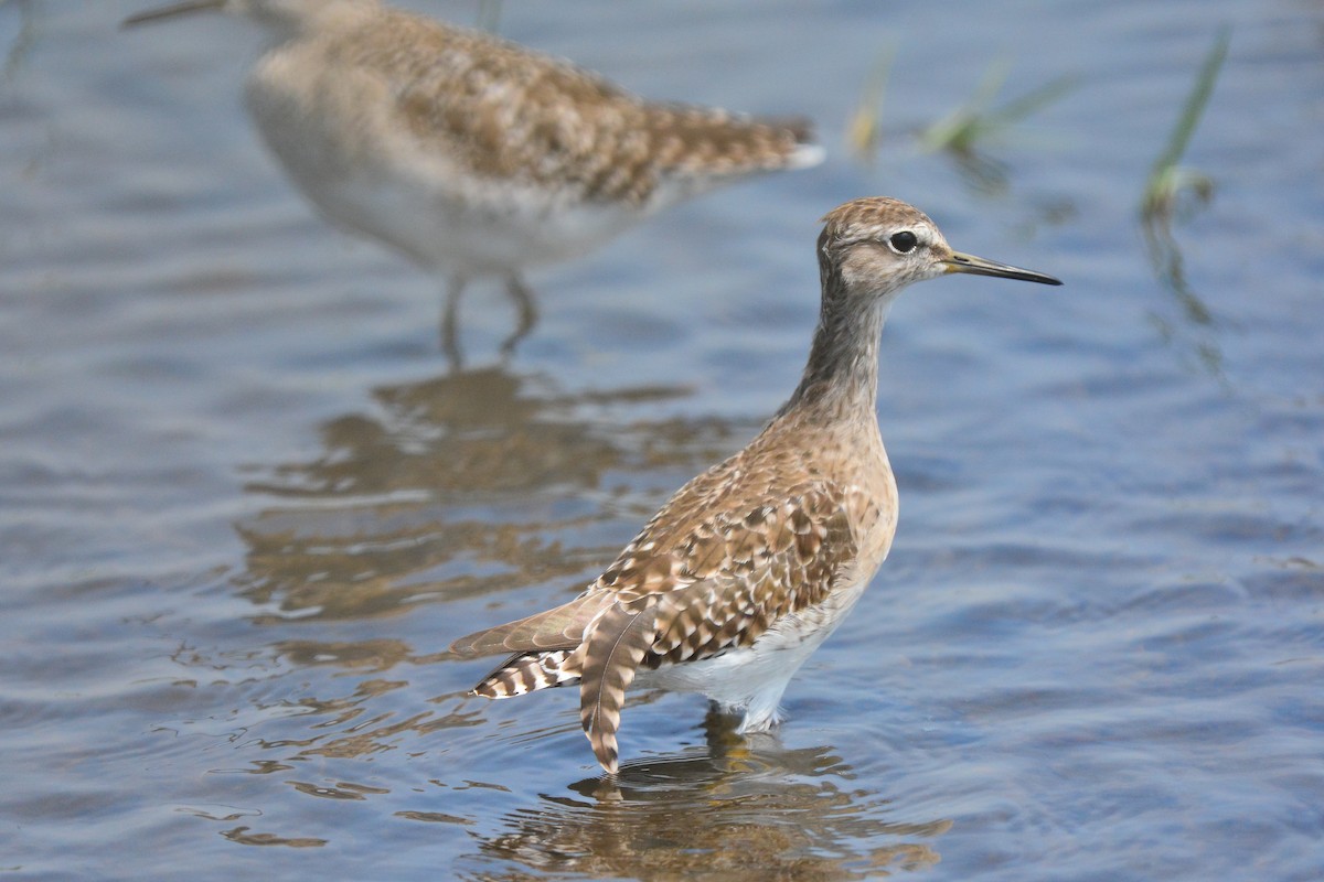 vodouš bahenní - ML647064515