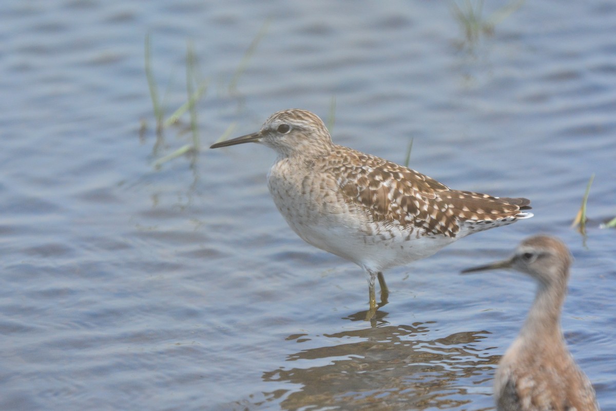 vodouš bahenní - ML647064517