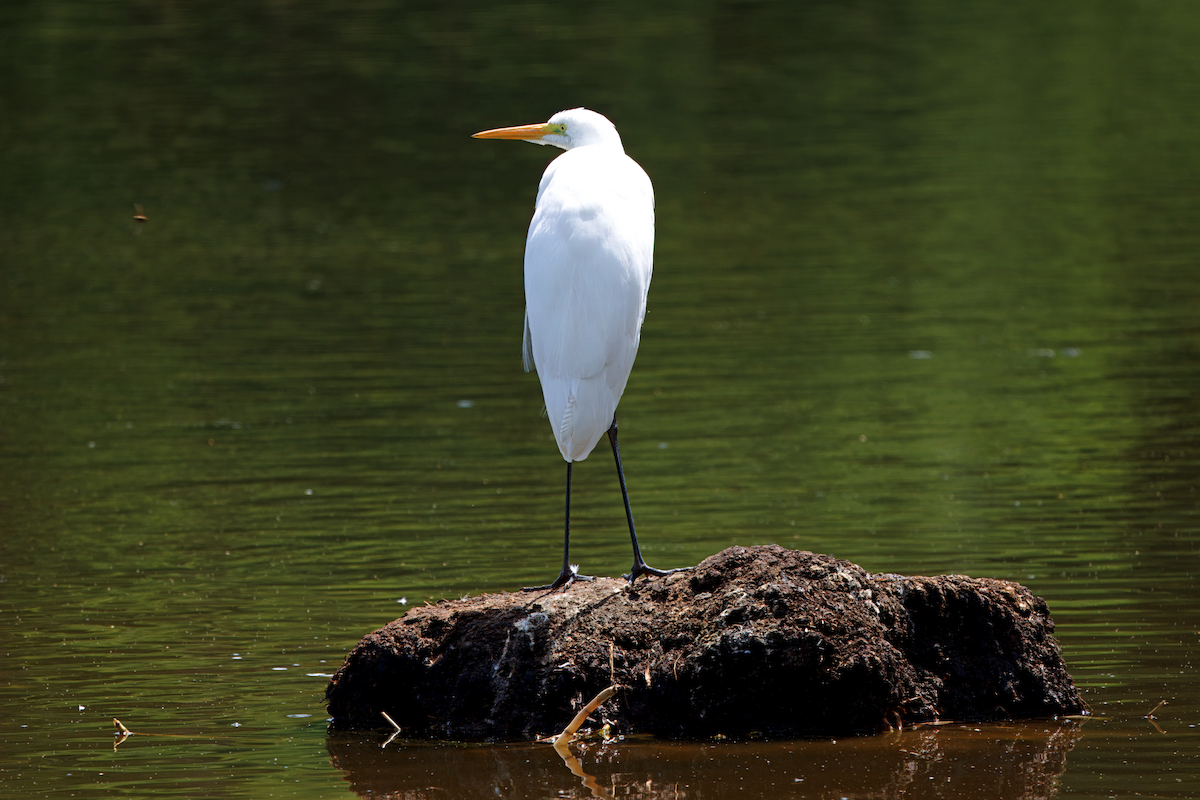 Silberreiher - ML647064519