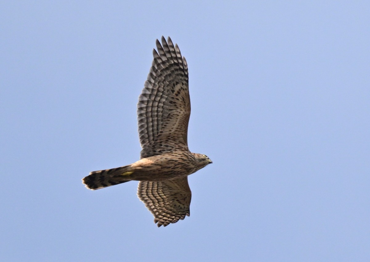 Aztore eurasiarra - ML647064520