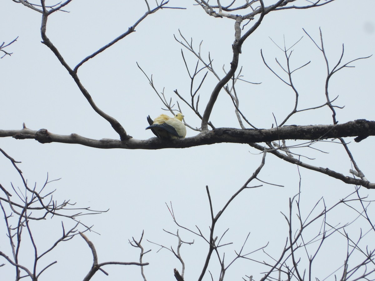 Zimtbauch-Fruchttaube - ML647064531