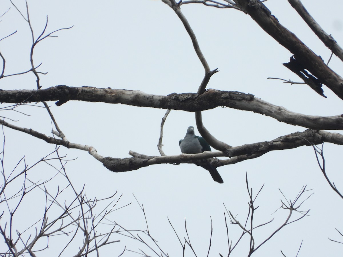 Spectacled Imperial-Pigeon - ML647064533