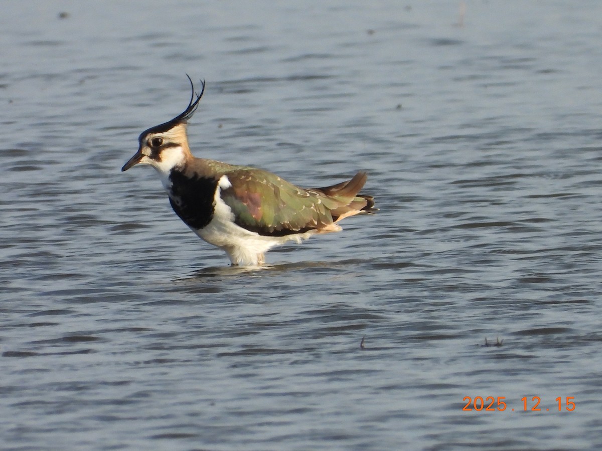 Northern Lapwing - ML647064537