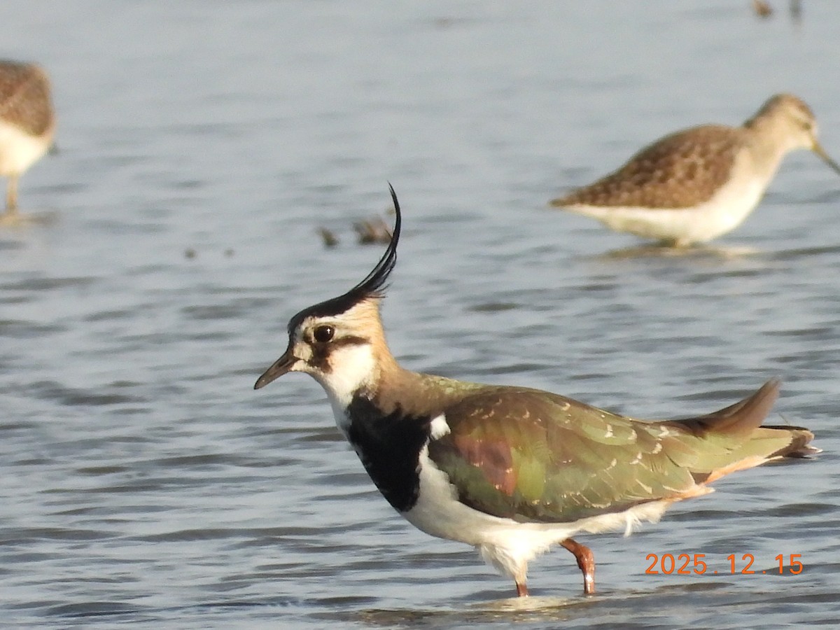 Northern Lapwing - ML647064538