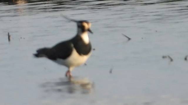 Kiebitz - ML647064539