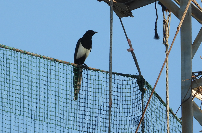 Orientelster - ML647064544