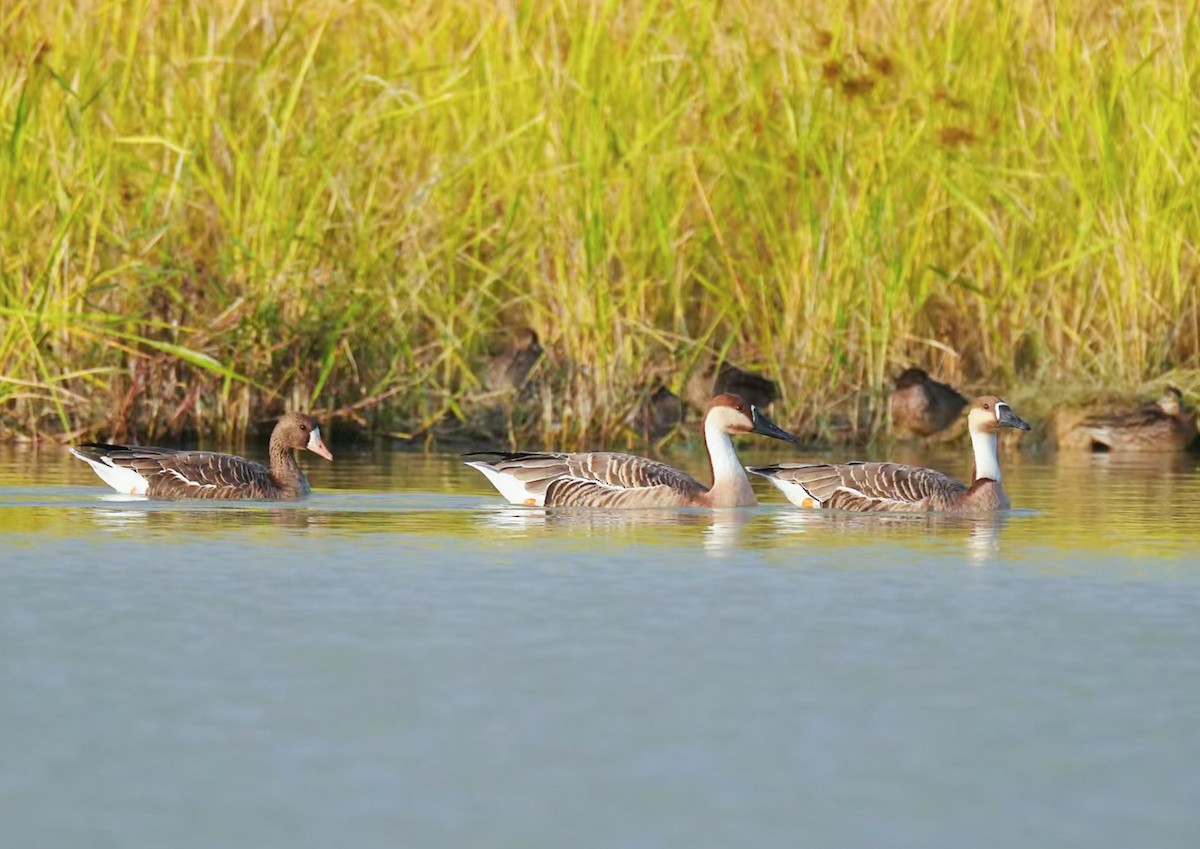 Ánsar Cisnal - ML647064547