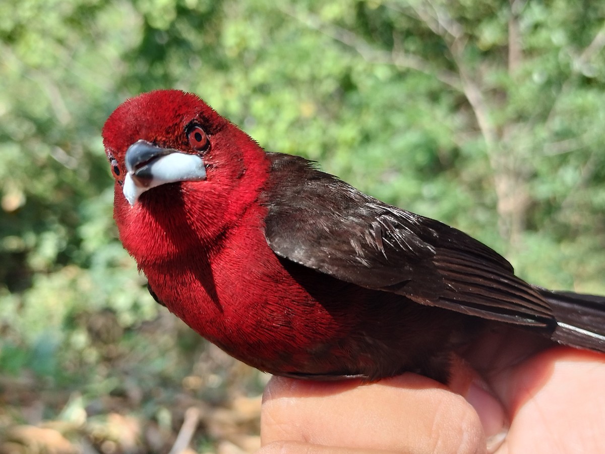 Purpurtangare - ML647064549