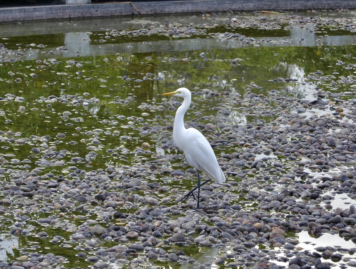 Asienmittelreiher - ML647064555