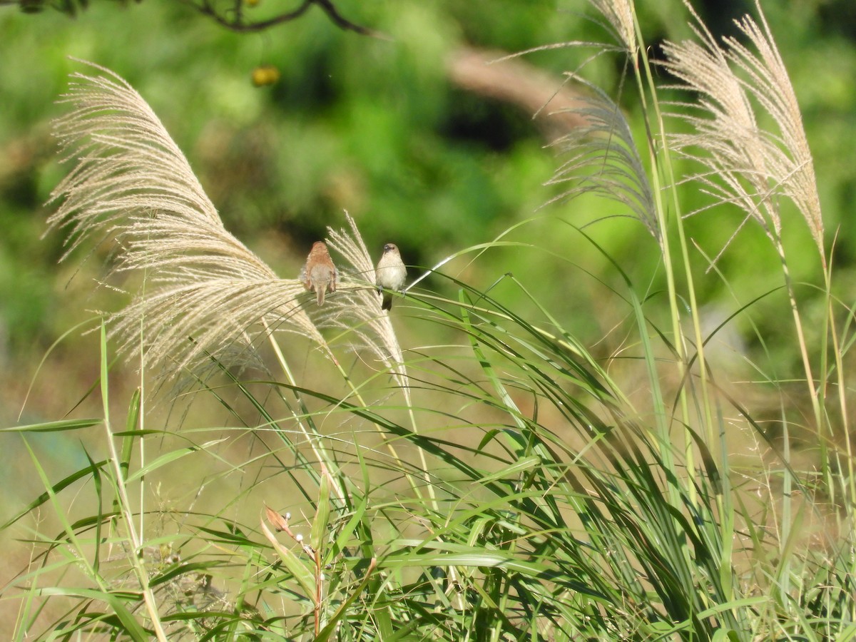 Muskatbronzemännchen - ML647064557