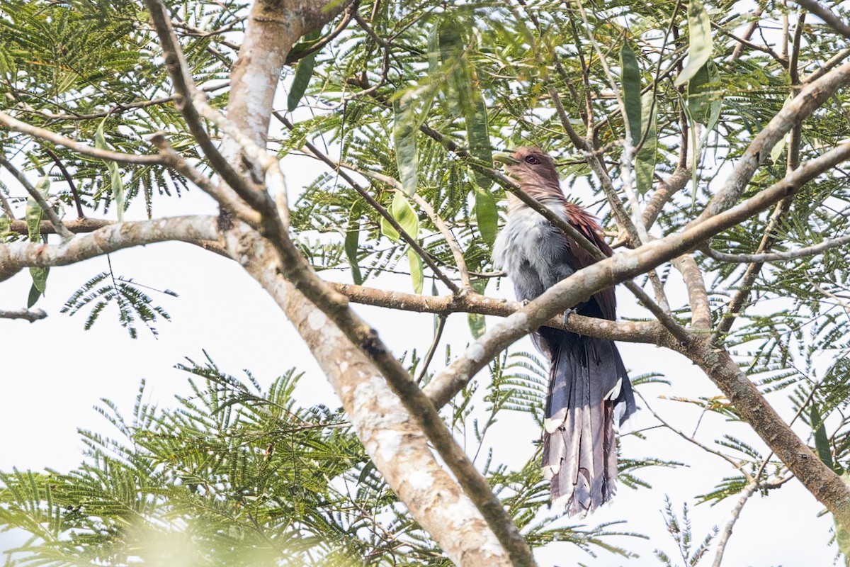 Eichhornkuckuck - ML647064558