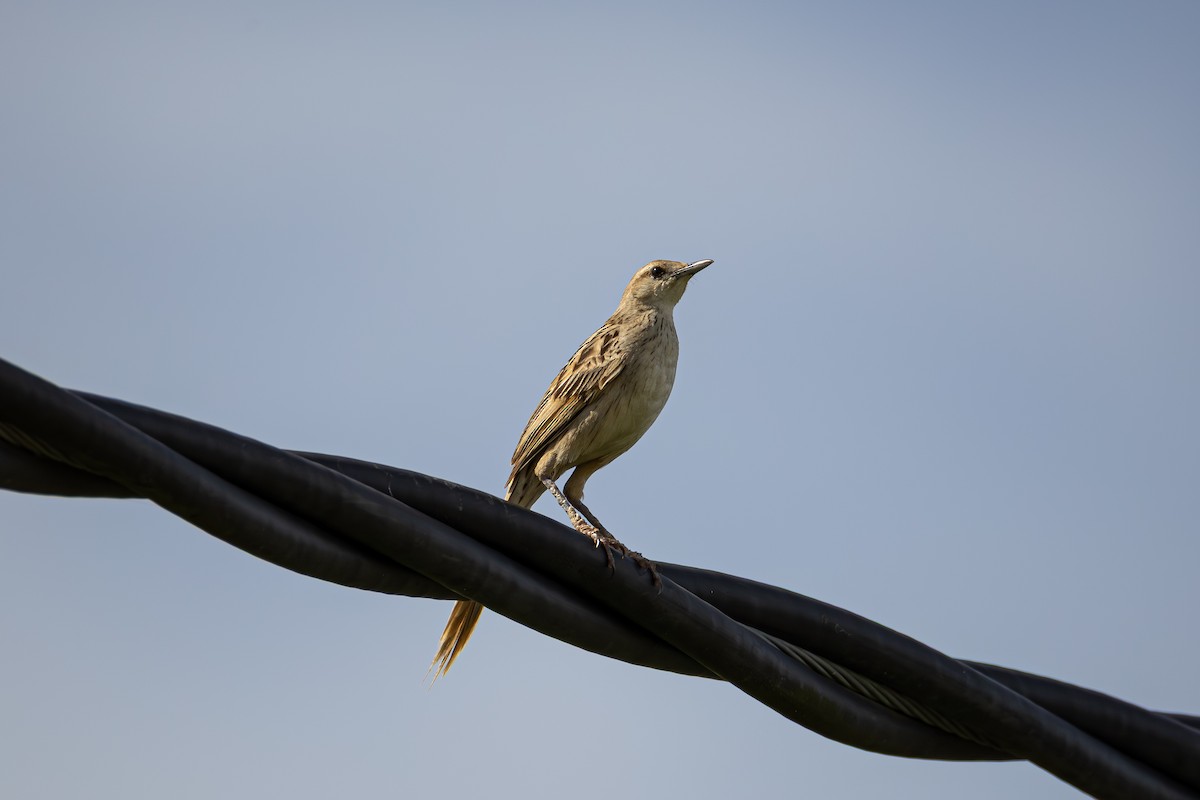 Streifenbuschsänger - ML647064559