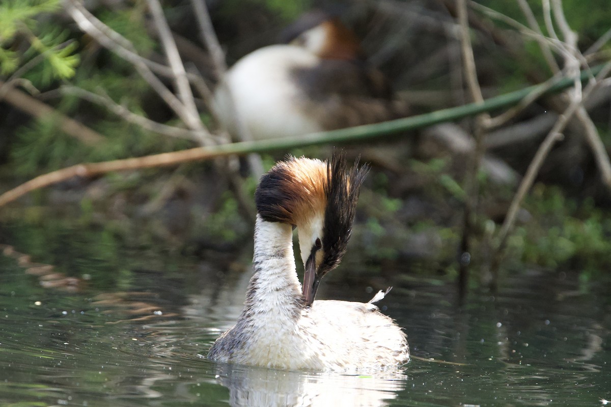 Haubentaucher - ML647064560