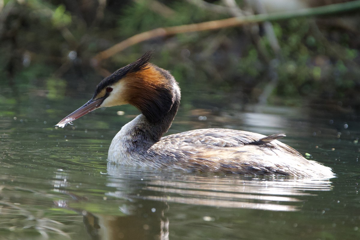 Haubentaucher - ML647064561